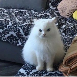 Meet your Posher, Ida